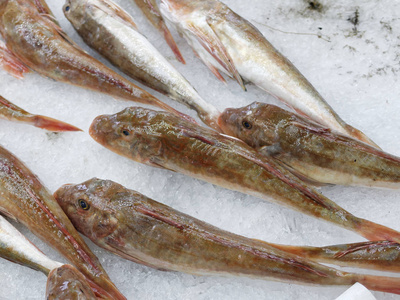 冰上生鲜红 gurnards 鱼的品种
