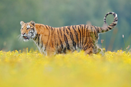 老虎与黄色的花朵照片