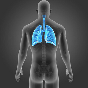 肺与骨架的后视图图片