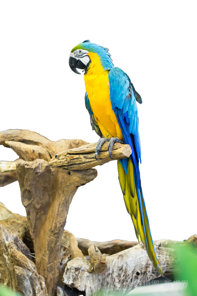 在树干上的金刚鹦鹉