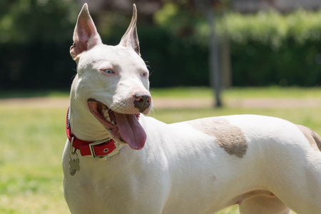 幸福的美国斯塔福德郡猎犬狗的肖像在黑色背景下隔离, 前视图斗牛犬的