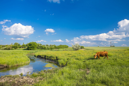 绿草 河 云层和奶牛