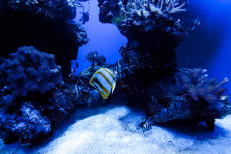 多彩异国热带的鱼类水下水族馆