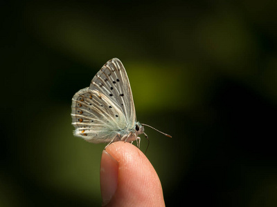 搁在一个孩子的指尖上的小蝴蝶图片