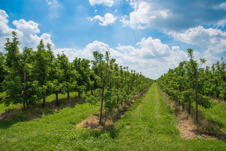 苹果树上果园与积云的美丽的蓝色夏天天空下的行照片