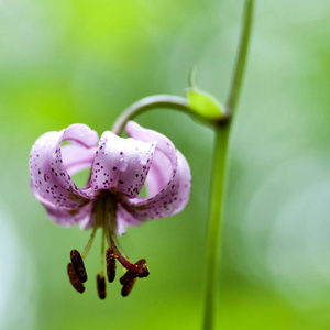 花林的露珠的百合百合百合头巾花