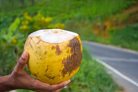 大王椰子图片