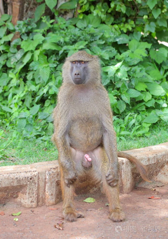 在非洲大草原的猴子