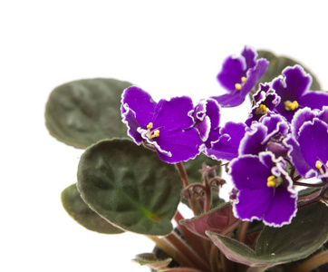 紫色草本花盆栽暗紫色非洲紫罗兰色与白色花瓣边;孤立对白色照片
