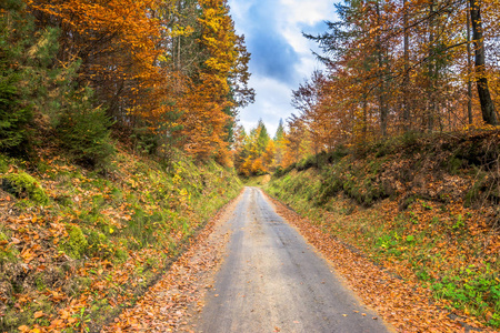 森林和国家的道路，在秋天，景观自然