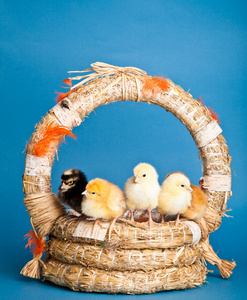复活节鸡和鸡蛋在蓝色背景上的篮子里