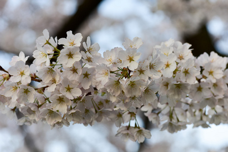 樱花