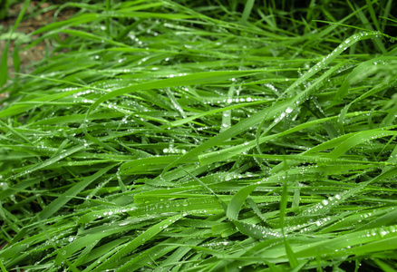 雨后摔倒了绿草