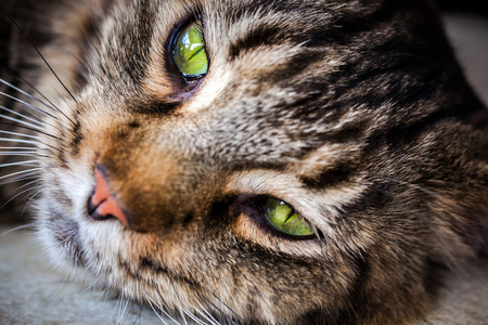 黑色特写的缅因库恩猫绿色的眼睛.宏观照片