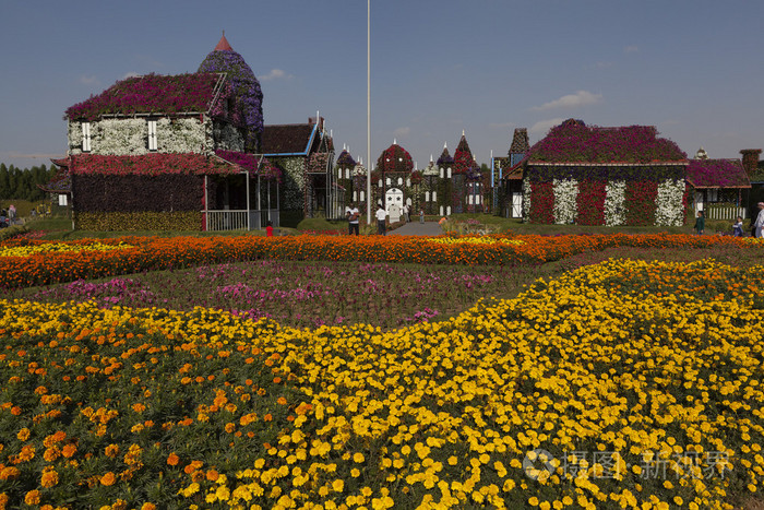 在迪拜 (迪拜奇迹花园) 花卉公园.阿拉伯联合酋长国
