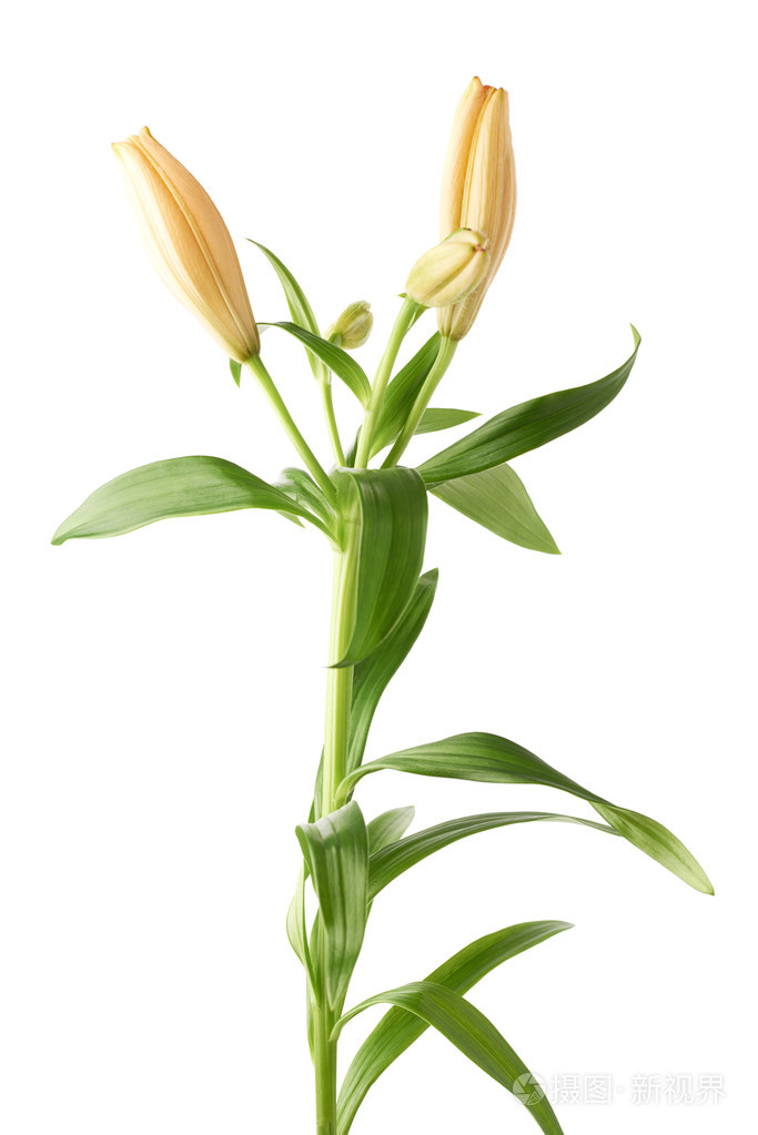 黄色百合花