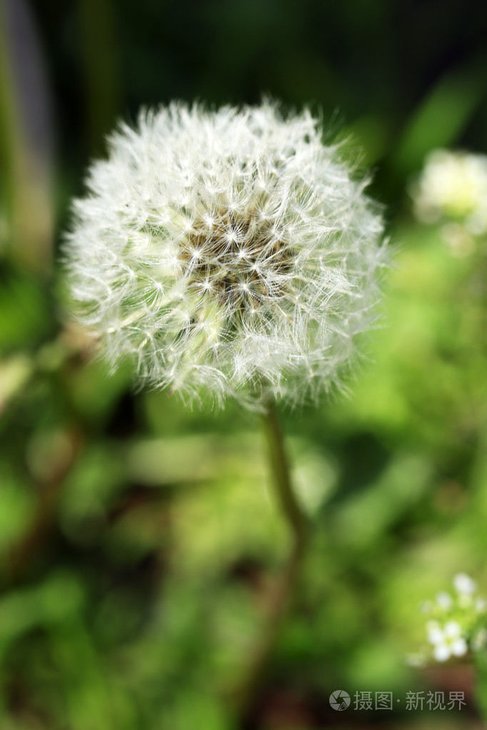 蒲公英的花在户外