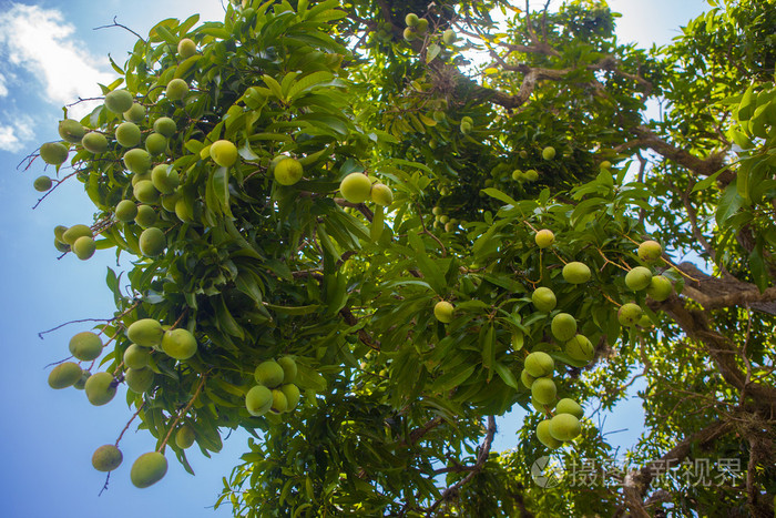 芒果树