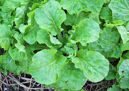 生菜种植，新鲜又健康