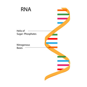 教育的生物学的 rna 结构关系图的图表照片