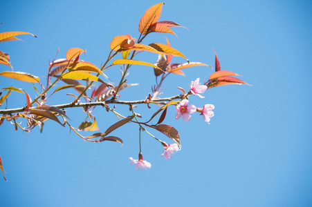 樱花花正在盛开的花朵在 pangkhon 山清莱