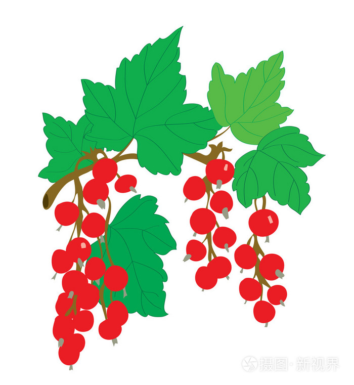 用树叶树枝上红醋栗插画-正版商用图片0cf43y-摄图新视界