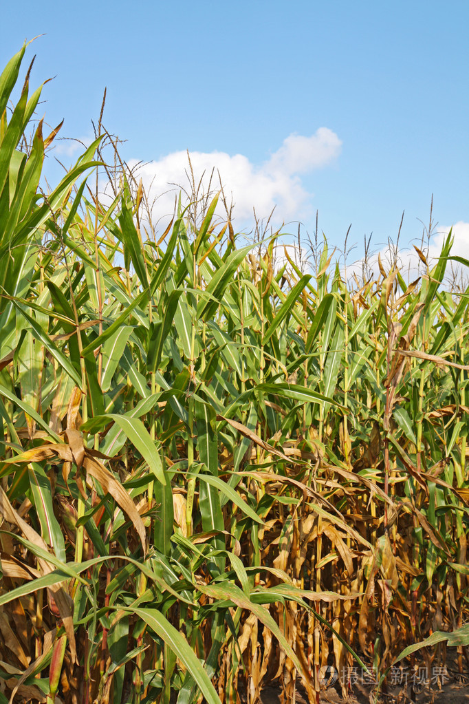 蓝蓝的天空垂直对玉米的茎梗