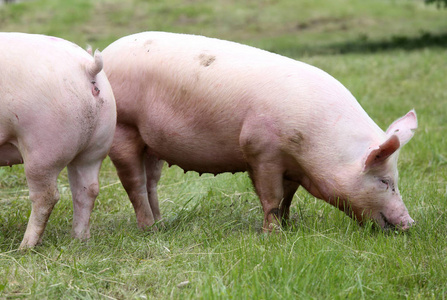 粉红色的猪放牧在草地上的夏季照片