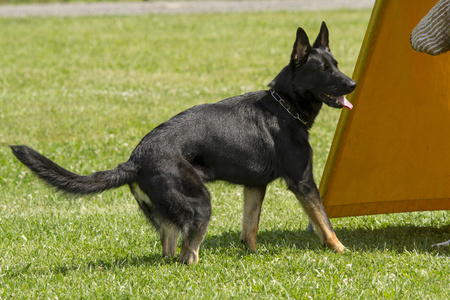 警犬训练的德国牧羊犬