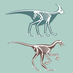 恐龙骨骼剪影设置化石骨暴龙史前动物恐龙骨向量平面图照片