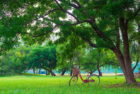 在绿色草地上的红色自行车