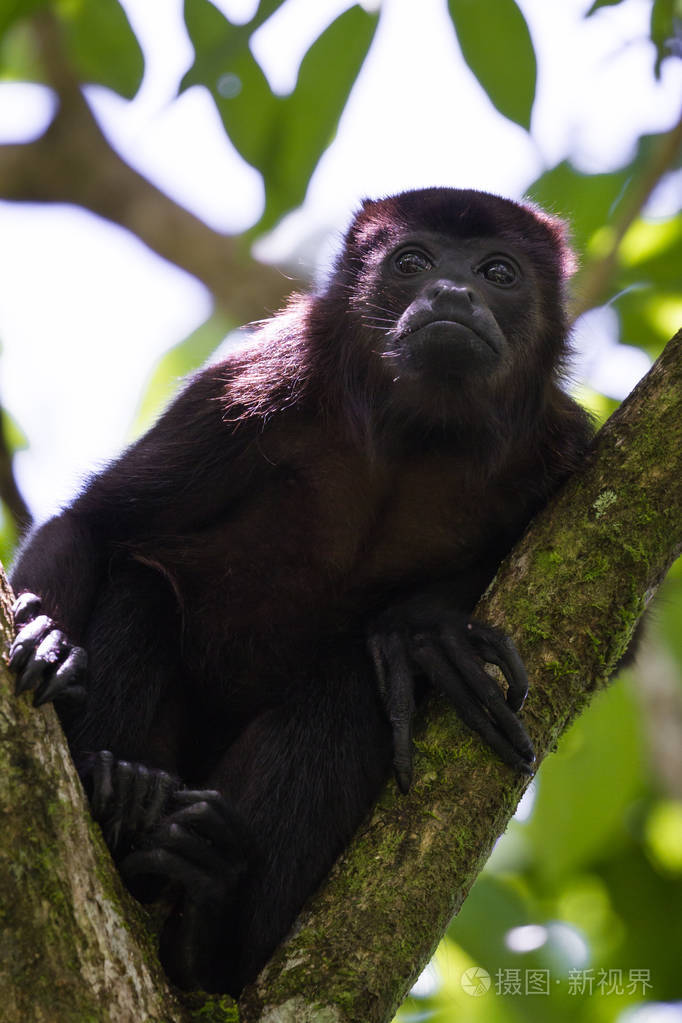 吼猴在树上照片-正版商用图片0cfcyr-摄图新视界