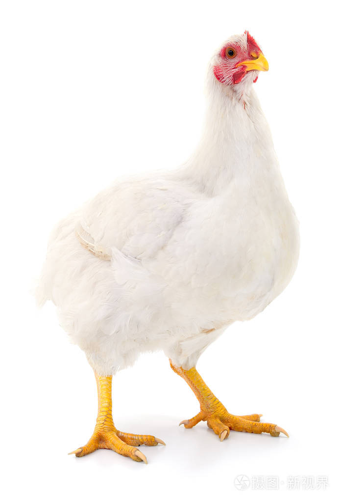 这只白母鸡孤立