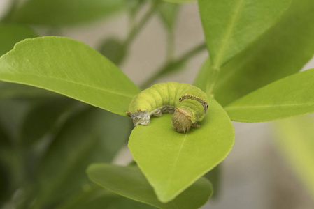 蠕虫在叶橙检查植物昆虫照片