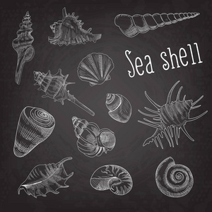 黑板上的贝壳手绘水生涂鸦。海洋贝壳分离元素。矢量图