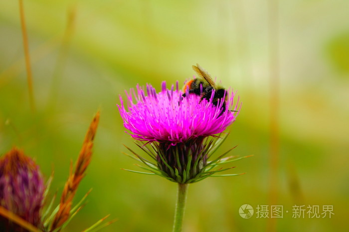 大黄蜂