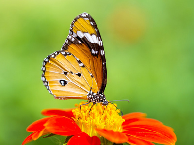 大自然的花朵上美丽的蝴蝶