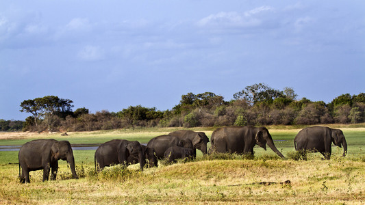 亚洲大象在斯里兰卡的明内里耶