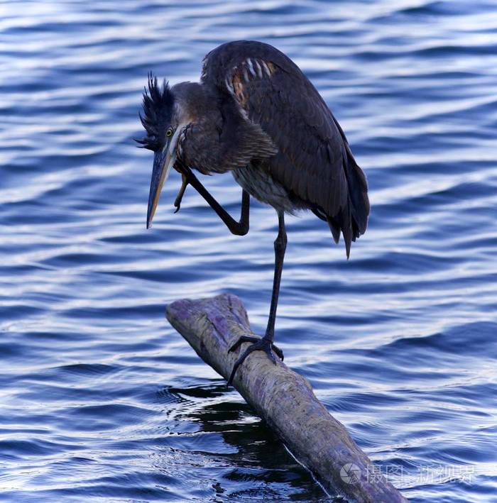 与清洗羽毛的大蓝鹭的明信片