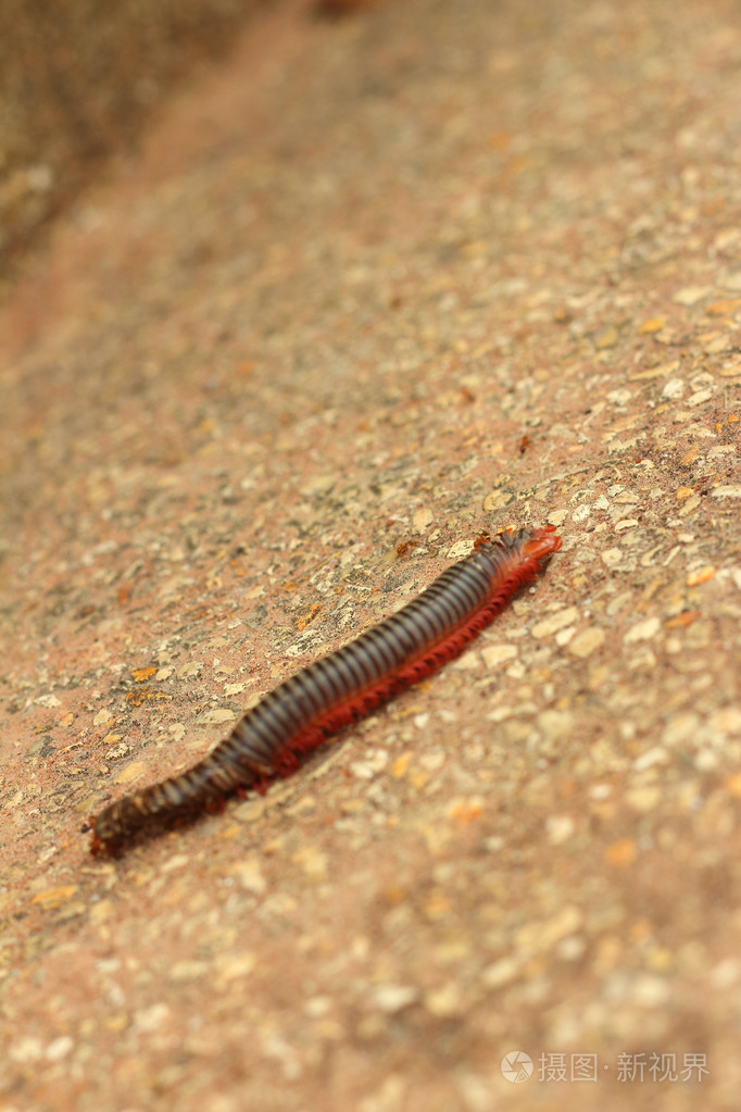 走在街上的千足虫