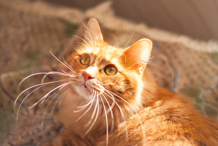 可爱的红猫在阳光在家中休息照片