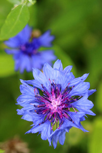 矢车菊蓝色矢车菊