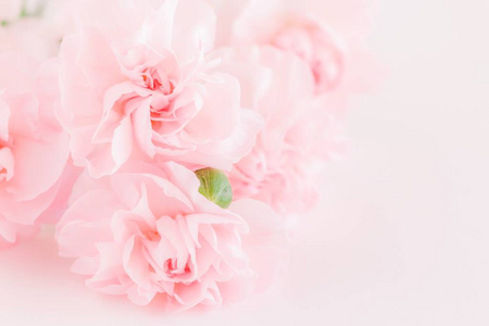 粉红色的康乃馨鲜花花束上软过滤背景