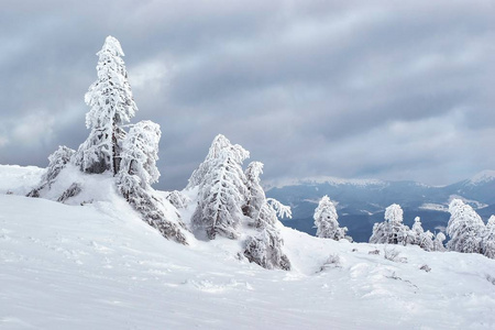 karpaty 山上的冰冻的树