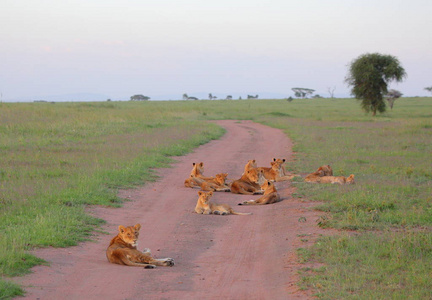 群的狮子在非洲大草原