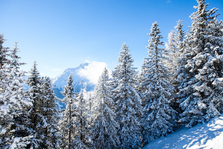 雪松树上一个冬天风景