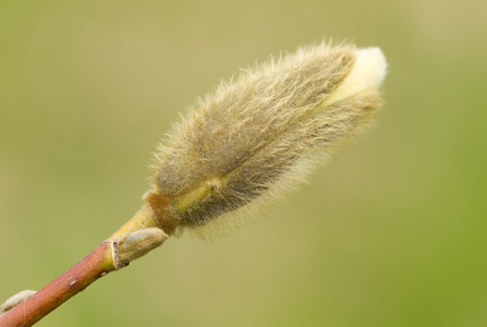 白玉兰的芽图片