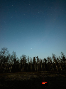 夜晚的天空与树木冬季夜晚的繁星中