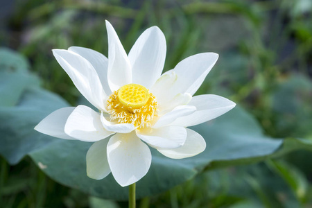 盛开白莲花图片-盛开白莲花素材-盛开白莲花插画-摄图新视界