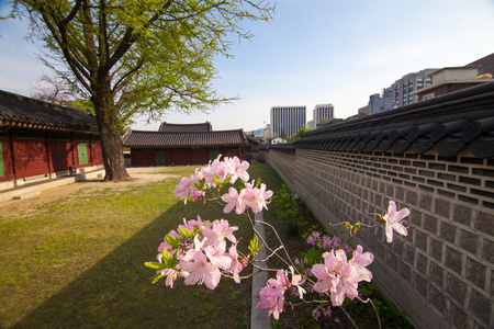 在韩国汉城的昌德宫宫殿杜鹃花科